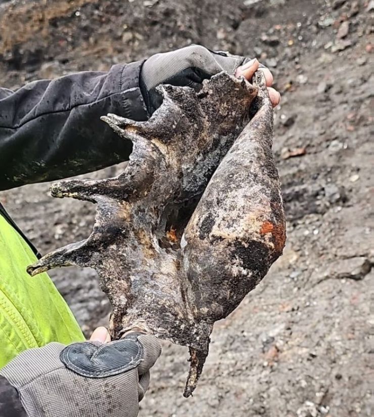 Wapping2 Conch Shell.jpg